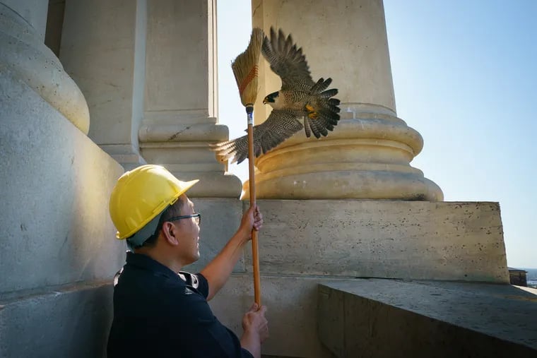 Tu Huynh, with the City's Office of Arts, Culture and the Creative Economy,  blocks a parent peregrine falcon from their nest on City Hall Tower May 15, 201, while staffers with the Pennsylvania Game Commission do a nest inspection and banding of a fledgling. One 18 day old nestling and three unhatched eggs were in the nest. F. Arthur McMorris, the commission's falcon coordinator, noted the unhatched eggs were probably the result of the female’s declining fertility due to age (she is 13 years old).