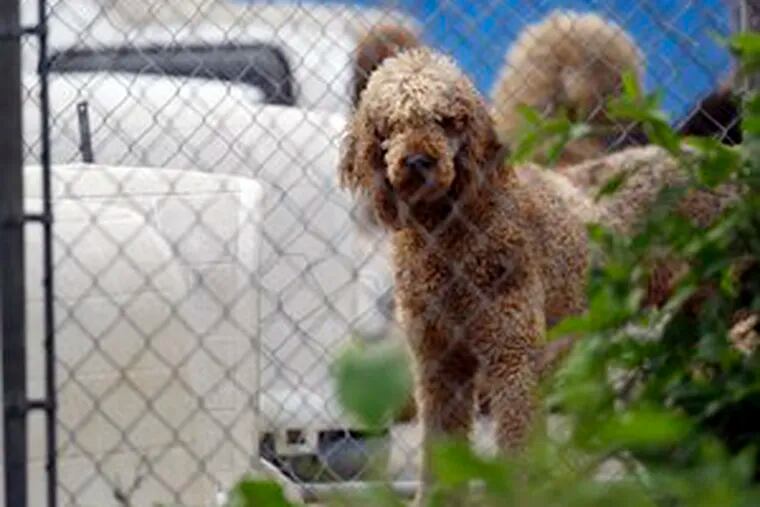 A dog looks out from a pen. State officials are investigating an August inspection when a team found no violations.
