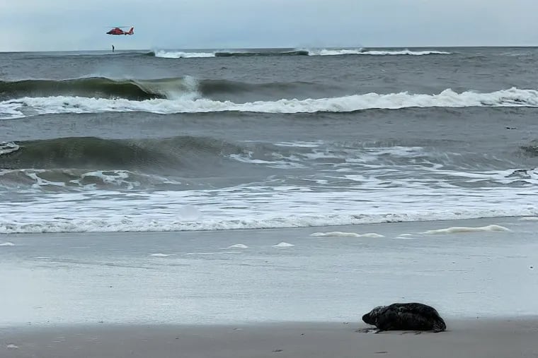 A seal off the coast of Brigantine watching the waves. Courtesy of Marine Mammal Stranding Center