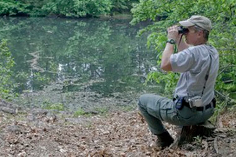 Using a binocular, Kim Tinnes, a New Jersey Fish and Wildlife control technician, tries to locate an alligator that slipped into Hopkins Pond.
