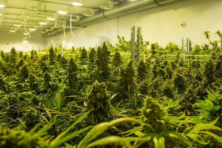 Marijuana growing at a Cresco Labs plant in Illinois. If patients cannot get medical marijuana, they may be forced to use street pot, which may subject them to additional side effects.