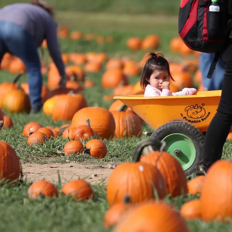 Kara Salazar, 2, gets a ride around the pumpkin patch at Shady Brook Farm in Yardley, Pa. on Friday, Oct. 22, 2021. The farm offers pumpkin picking, a corn maze, and wagon rides among other activities and entertainment.