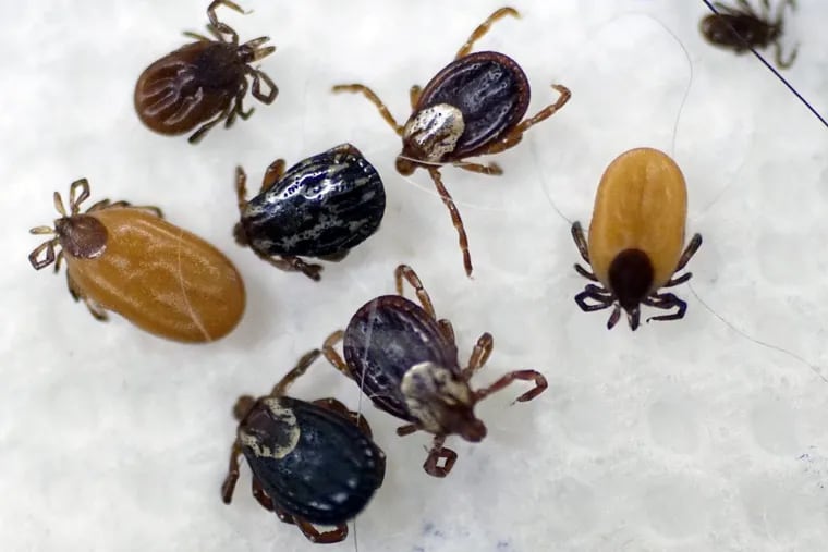 A collection of ticks at by South Street Veterinary Services in Pittsfield, Mass., in May 2017.  Better here than on you. (Ben Garver/The Berkshire Eagle via AP, File)