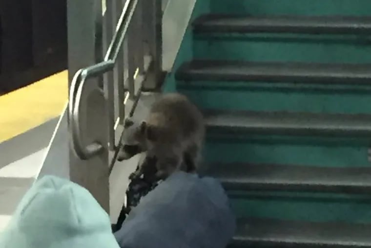 A raccoon was spotted at PATCO’s 8th and Market Street Station on Monday night.