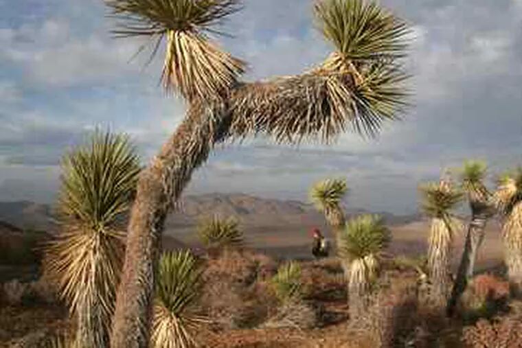 A hiker moves through the Joshua trees atop Ryan Mountain in Joshua Tree National Park, in Southern California.