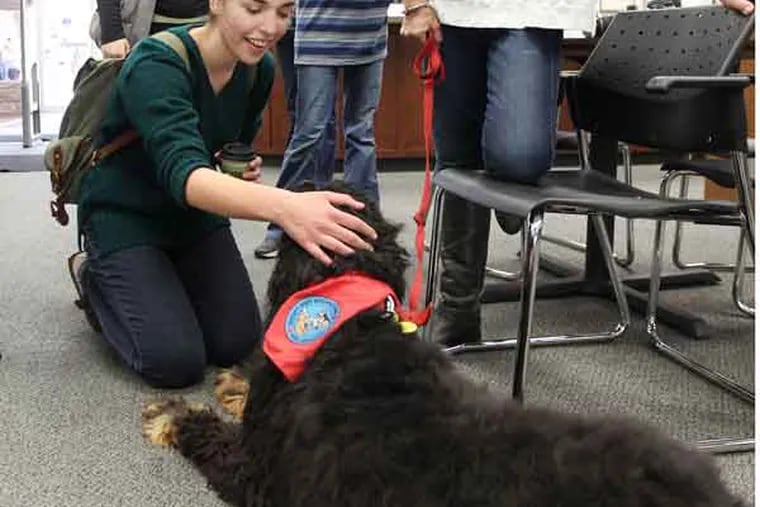 After she walked into the library, Hannah Brown, center, couldn't resist stooping down to interact with "Georgia" a Gordon Setter and cancer survivor, that had been brought to campus to act as a therapy dog. Eastern University in St. Davids is offering its students a unique way to de-stress right before finals. The school has enlisted a corps of therapy dogs to staff the library and ease the tension.  04/30/2013 ( MICHAEL BRYANT / Staff Photographer )