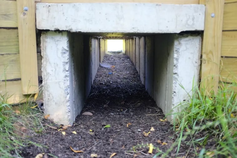 A New Jersey underpass serves as a conservation corridor for reptiles and amphibians
