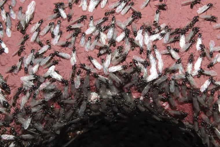 About that plague of flying bugs in the Philadelphia area