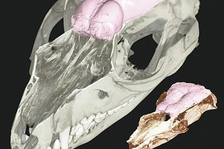 This image provided by the magazine Science shows a CT scan of the Hadrocodium skull highlighted to show where the brain was. A new analysis of some of the earliest mammal-like creatures shows their complex brain evolved in three major stages starting with the regions that handle the sense of smell. (AP Photo / Matt Colbert, University of Texas at Austin via Science)