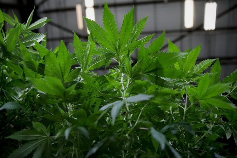Marijuana plants in the vegetative phase grow at the Compassionate Care Foundation medical marijuana dispensary and cutivation center in Egg Harbor Township, N.J.,