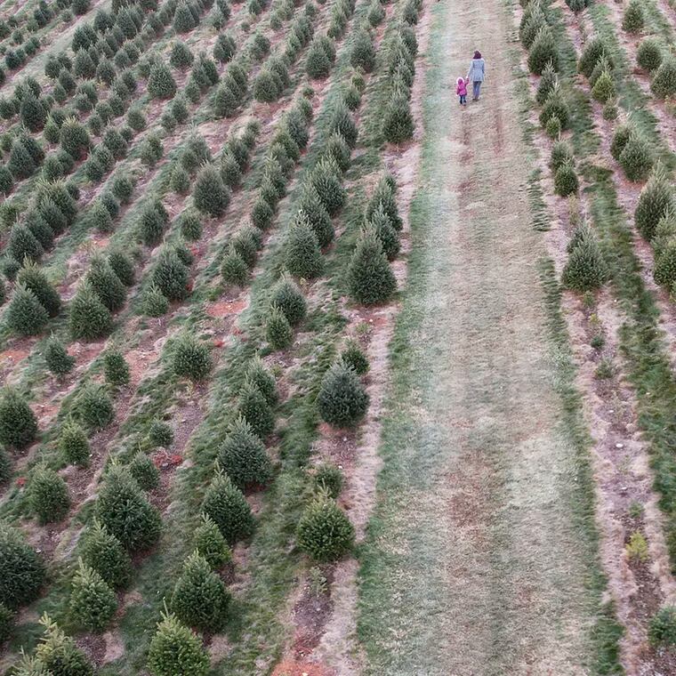 People shop and cut down their own Christmas tree at Yeager's Farm in Phoenixville, Pa. on Friday, Dec. 2, 2022.