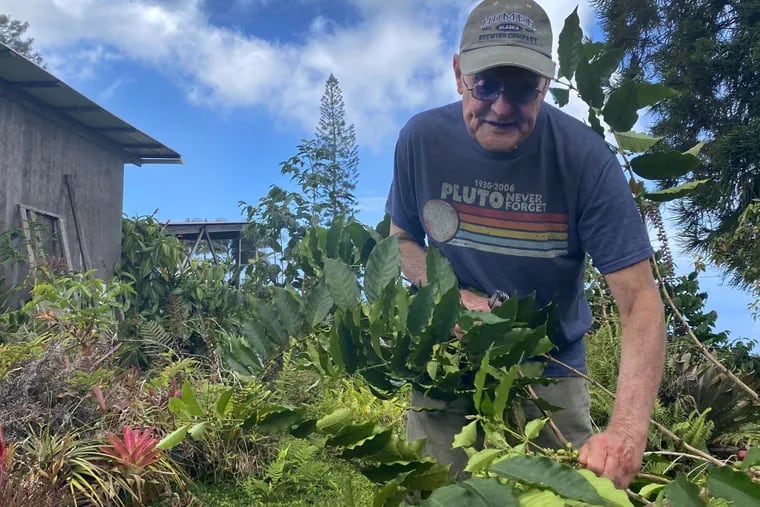 Bob Smith, one of the growers who filed suit accusing companies of counterfeiting Kona coffee, prunes a tree on the farm he owns on Hawaii's Big Island.