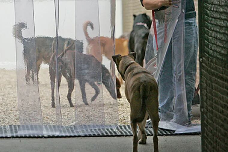 Austin Monroe opens the plastic sheeting so Leo the dog can make his way out in the yard with the other dogs. ( Michael Bryant / Staff
photographer )