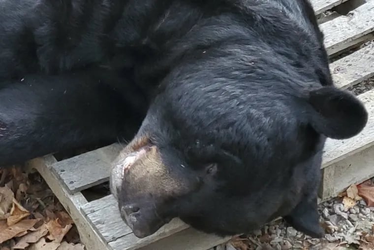 At 700 pounds, black bear killed in New Jersey sets world record, says