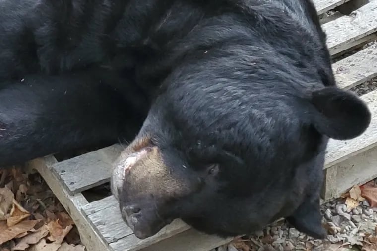 A 700 pound black bear shot by arrow by Jeff  Melillo in New Jersey has been verified as a world record by Pope & Young, a bow hunting organization.