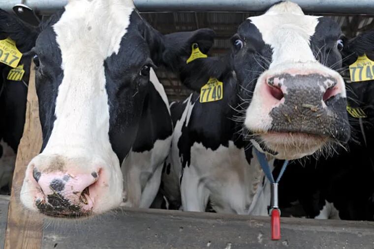 Two of the 850 cows at Walmoore Holsteins Inc., in Cochranville, Pa., on Aug. 21, 2014. ( CLEM MURRAY / Staff Photographer )
