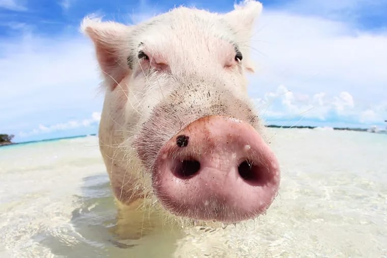 The president of the Bahamas Humane Society estimated that more than 20 attractions have sprung up in recent years across the island chain — each offering tourists the opportunity to wade or boat in shallow waters as pigs beg for scraps of food.