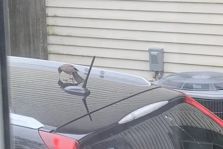 A robin, believing it's attacking a rival, pecks away at its reflection in the car belonging to the writer's wife.