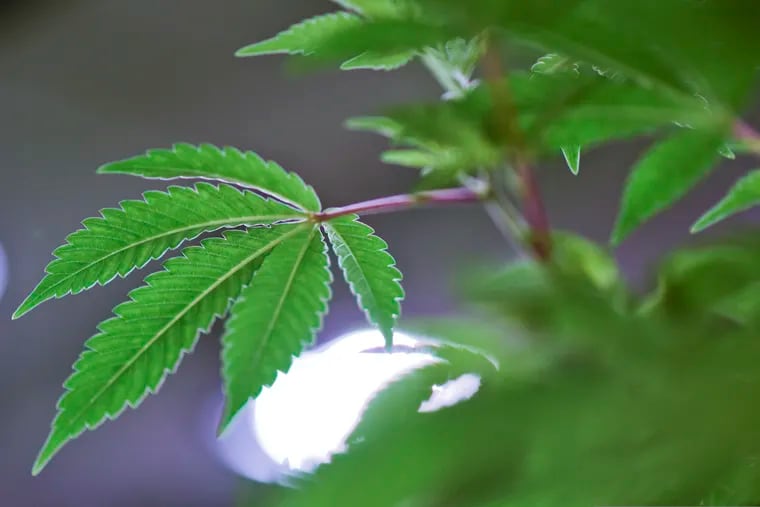 A marijuana plant. Key lawmakers in New Jersey have reached an agreement on thorny issues around tax and governance that has been a stumbling block preventing marijuana from full legalization. (AP Photo/Matilde Campodonico)