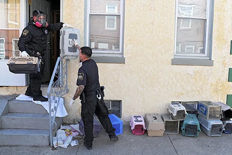 Pennsylvania Society for the Prevention of Cruelty to Animals (PSPCA) workers take crates into a house located in the 1600 block of Filmore St., where they rescued more than 200 cats, March 26, 2014.   ( CLEM MURRAY / Staff Photographer )