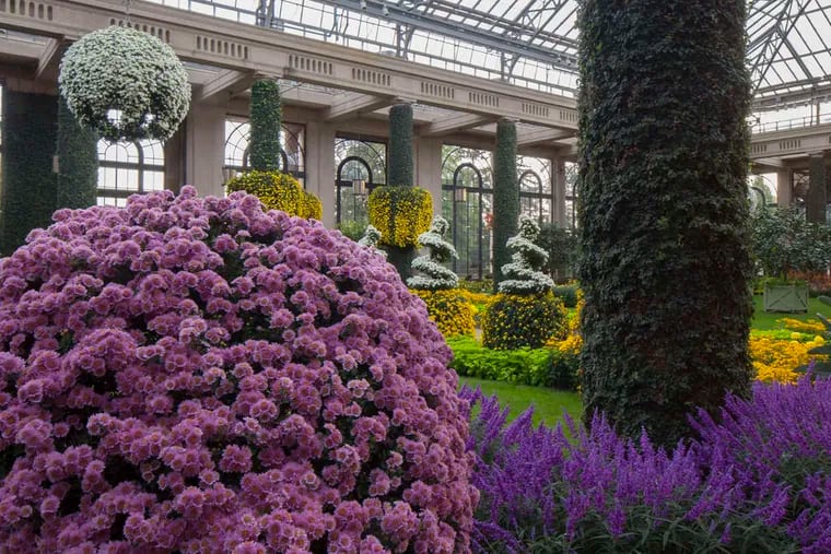 This photo shows Longwood Gardens' Chrysanthemum Festival that displayed 11,000 mums of many colors. Longwood is looking at raising money for a major expansion.