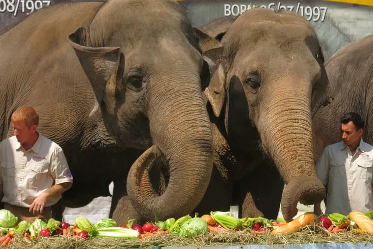 The Ringling Bros. and Barnum &amp; Bailey Center for Elephant Conservation threw a retirement party for 11 of its performing Asian elephants last week.
