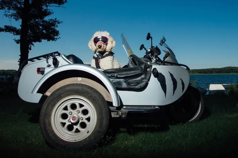 Mooloo the poodle inside the sidecar of Rhonda Reynolds, her owner, at home near Spooner, Wis.