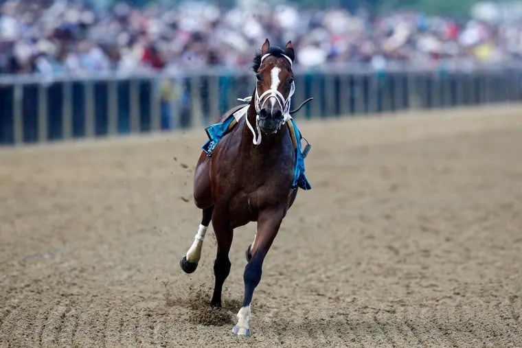 Bodexpress runs in the 144th Preakness Stakes horse race without John Velazquez at Pimlico race course, Saturday, May 18, 2019, in Baltimore. Bodexpress won't race in Saturday's Belmont Stakes.