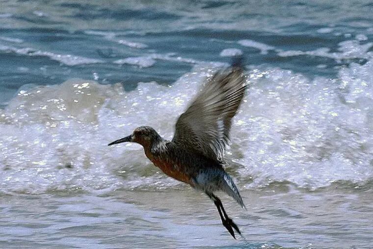A red knot takes flight at Gandy's Beach, N.J.