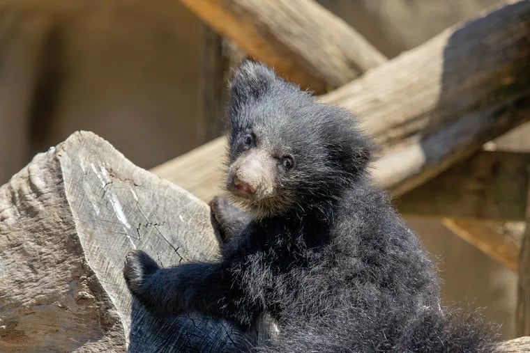 Wanna see this cute sloth bear at the Philadelphia Zoo? You'll have to wait a bit.