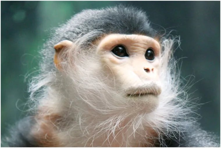 Douc langur's are found in the rainforests of Vietnam and Laos and are considered an endangered species, the zoo said.