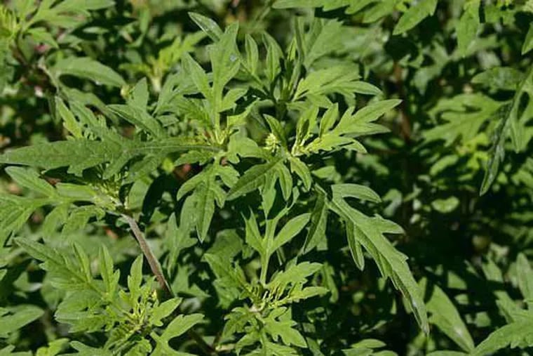 Meet the common ragweed, a tormentor of millions.