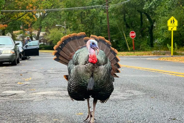 Glenny, South Jersey's celebrity turkey, has been euthanized