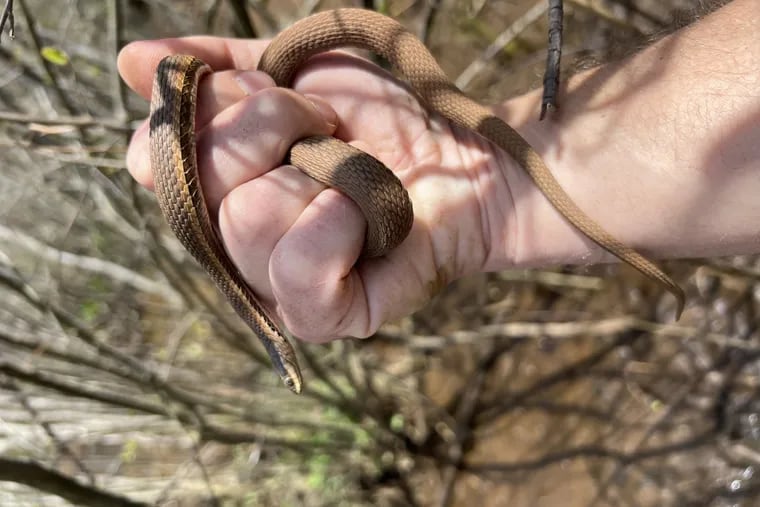 A queen snake discovered April 14, 2024 by Jeff Dragon, a New Jersey Pinelands Commission herpetologist, is the first verified in the state since 1977.