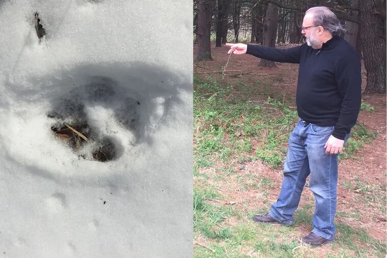 Mike Weilbacher, director of the Schuylkill Center, points to the spot where a staff member took a photo, right, in February of what is believed to be a coyote track.