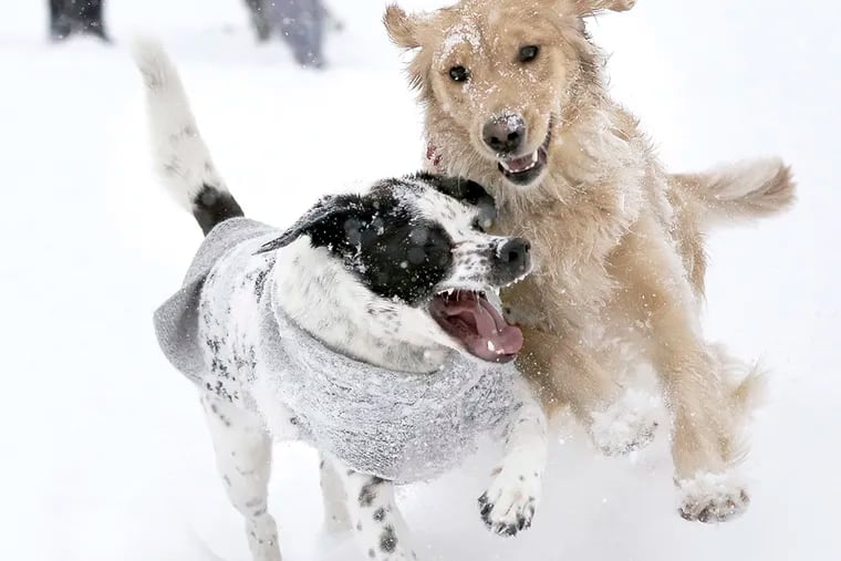 "Boo" a 3-year-old beagle pointer mix owned by Melanie Monturano (L) and "Riley" a 1.5-year-old golden retriever owned by Ashley Cardozo had never met before today, but owners said it was love at first sight as they played in the snow behind The Hunt Club on Egg Harbor Rd. in Washington Twp. on Mar. 5, 2015. (Elizabeth Robertson / Staff Photographer)