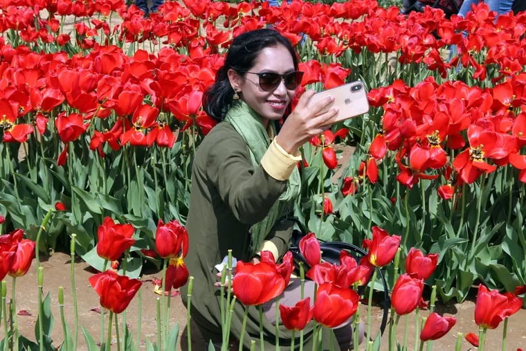 Samira Akter of New York, NY shoots a selfie among the Tulip festival at Holland Ridge Farms, Cream Ridge, NJ, April 23, 2019.