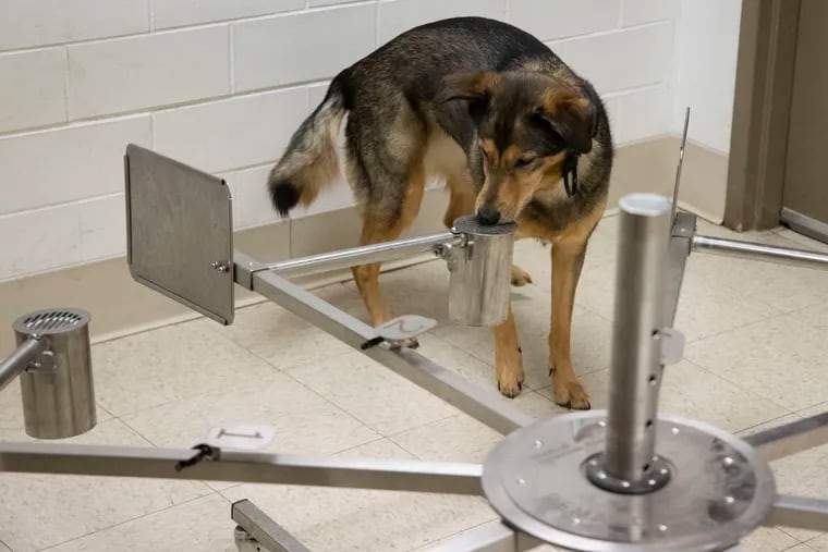 Tuukka looks for the COVID-19 positive sample while training on the wheel, at the Penn Vet Working Dog Center in Philadelphia.