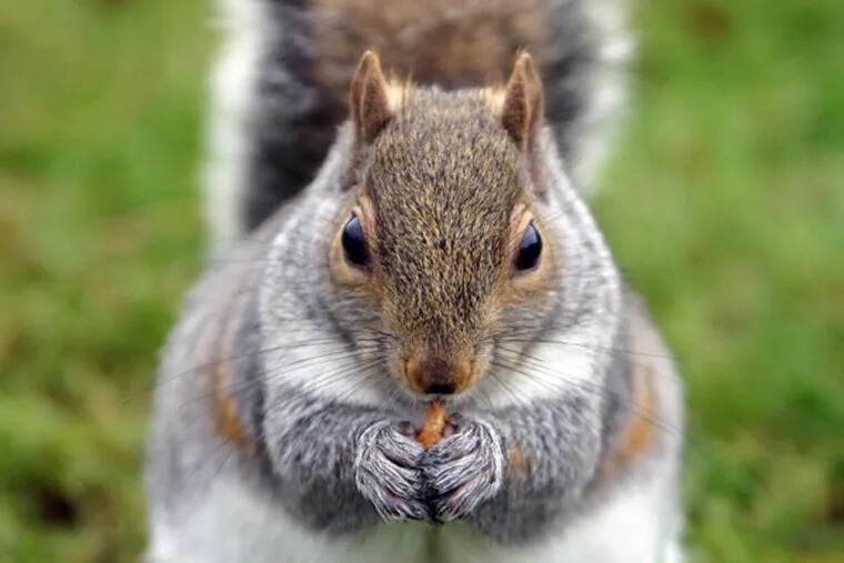 Squirrels can gnaw on insulation when acorns aren't available.