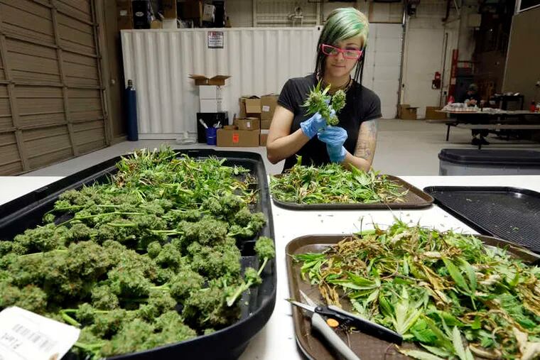 Ashley Green trims a marijuana flower at the Pioneer Production & Processing growing facility in Arlington, Wash. The state's relatively few legal marijuana shops have sold just one-fifth of the 31,000 pounds of bud harvested as of Thursday.
