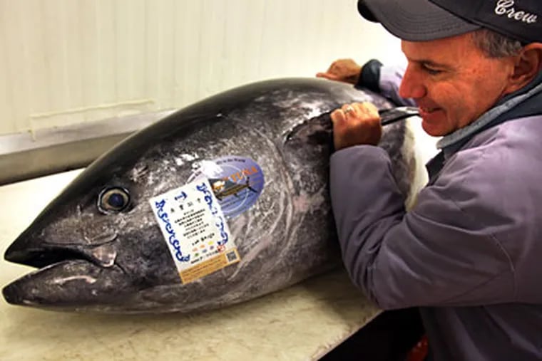 Joseph Lasprogota, director of purchasing at Samuels & Son Seafood in South Philly, moves a 196-pound Kindai bluefin tuna. (LAURENCE KESTERSON / Staff Photographer)