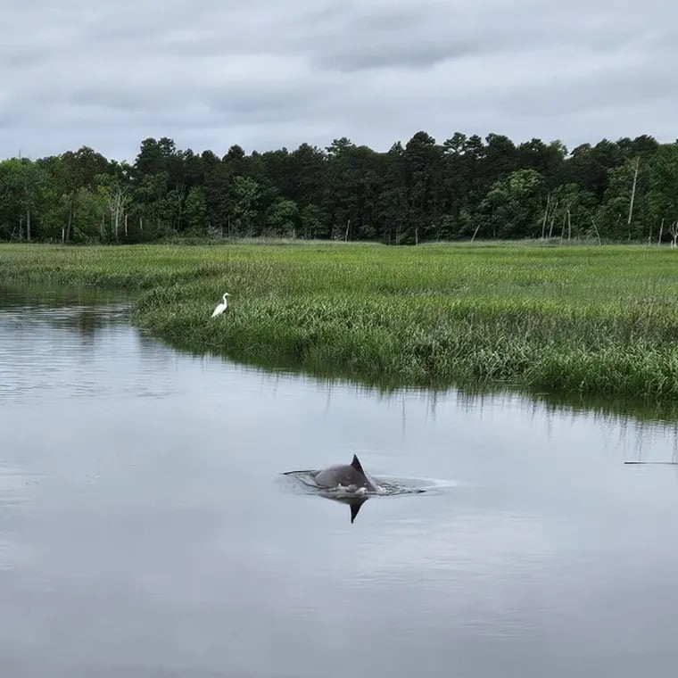 A bottlenose dolphin has been stuck in a coastal creek in Cape May County for several days.