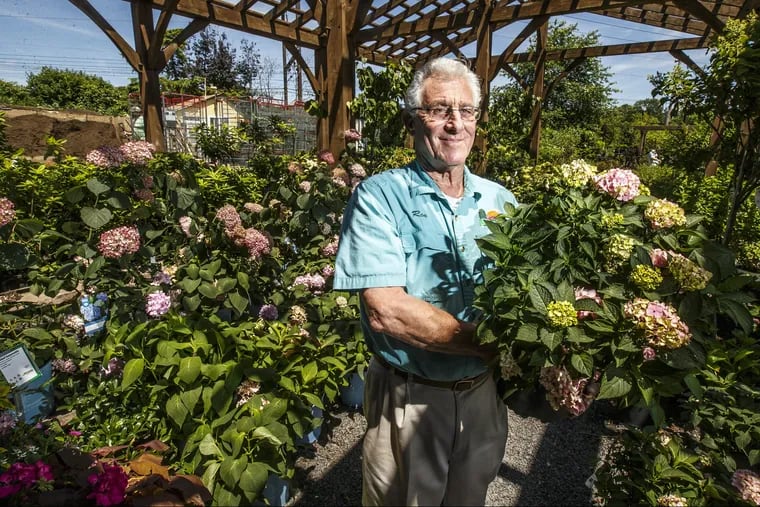 The color of hydrangeas is one of the most common questions customers ask Ron Kushner, a horticulturist at Primex Garden Center in Glenside.