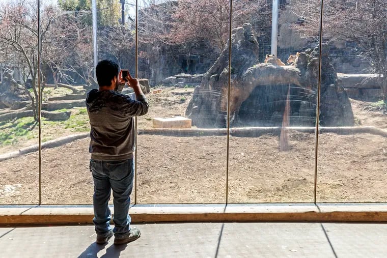 A visitor to Big Cat Falls at the Philadelphia Zoo on April 1, 2019, takes a cellphone photo of the young adult lions baking in the sun. Outdoor parts of the zoo are to reopen June 26.