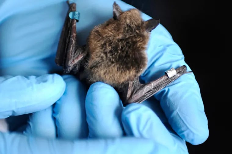 Research assistant Kathleen Kerwin transfers a small captive bat at  the New Jersey Bat sanctuary in Hunterdon County, N.J., April 16, 2014. Wild cave and mine-dwelling bats are under attack by G. destructans, a fungus causing white-nose syndrome, a disease that’s killed millions of them across 25 states, including New Jersey and Pennsylvania. (TOM GRALISH/Staff Photographer)
