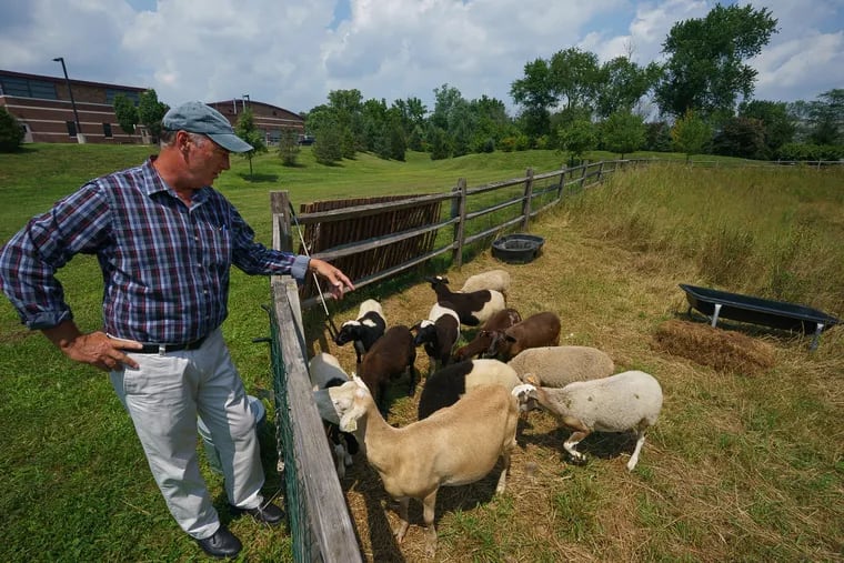 Upper Dublin Township Manager Paul Leonard tends to the sheep who are cutting the grass behind a municipal building in Fort Washington. More and more suburban municipalities and private landowners are turning to grazing animals like sheep and goats as a eco-friendly and cost-effective way of keeping vegetation at bay.