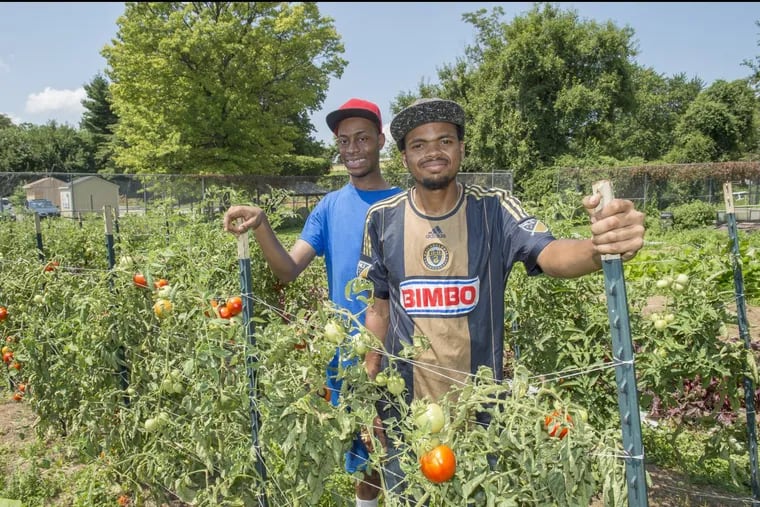 Summer Interns Denzel McFadden (left) and Kendall Harris-Burton among tomatoes at Hope Farm on the grounds of Martin Luther King High School.