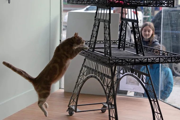 Felines roam freely at Le Cat Cafe, jumping along tables and chairs, and scaling a three-foot-tall silver Eiffel Tower replica, while customers sip free beverages. The price of entry is $15 at the door, and the cats are available for adoption.