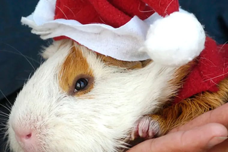 A Peruvian guinea pig suffers the indignity of being dressed as Santa as a way of showing that he&#0039;d be a good holiday meal.