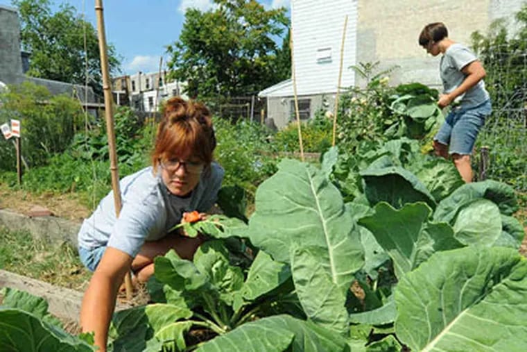 Volunteers Lindsay Stolkey (front), 24, and Katie Jordan, 29, prune out the collard-green bed at the Emerald Street Urban Farm in East Kensington. (Clem Murray / Staff Photographer)